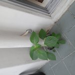 저희<b>집</b>하수구에서 깻잎이자라요(<b>사진</b>있음)
