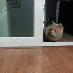 세면대에서 더위식히는 고양이(8)