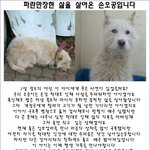 심한 학대로 <b>인해</b> 삶의 끈까지 놓아버렸던 오공이가 가족을 기다려요
