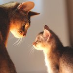 [아배붑] 자취남과 고양이들