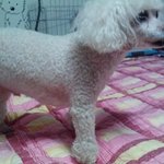 유기견 주인 찾아요.