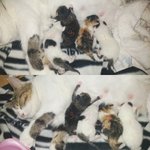 고양이 이름 좀 지어주세요