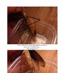 [공포베스트] 약간혐오) 연가시 <b>연구</b>