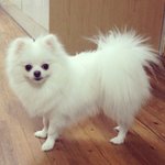 [포메브숏] 포메아쫑 브숏<b>먼지</b> 개냥의 동거-6