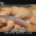 현존하는 가장 <b>끔찍</b>한 물고기.