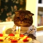 귀여운 <b>동물</b>들의 생일파티.jpg