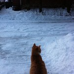 [<b>꼴통</b>고양이] 울집 냥이들에게 새식구가 생겼습니다~