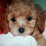 [뚱잔튼] 제 눈이 이상한가요? (+보너스)