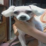 유기견 주인 찾습니다 사진, <b>전자</b>칩 있음