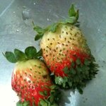 [<b>공포</b>베스트] 일본 딸기