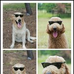 [멍쓰리일상] <b>레이밴</b>정도는 써줘야~간지견임