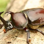 [장수<b>풍뎅이</b>] [0화] 장수<b>풍뎅이</b> 키워보기