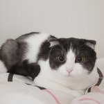 [꿀고양이] 유청이 생일 <b>축하</b>해요~