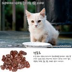[짤북] 고양이에게 먹이면 독이되는 <b>식품</b> 10가지