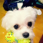 [통이누나] 우리집 재간둥이 통씨 2탄 !! 노래하는 튜웅이 '3'...