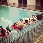 <b>물놀</b>이 즐기는 귀여운 강아지들 모음