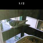 [꼭조언부탁] <b>비둘기</b>