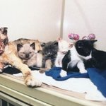 [추억파리여] 역시 엄마의 힘ㅠㅠ