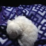 [강아지사랑] <b>비숑</b>프리제 콩콩이의 6개월 성장과정