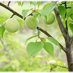 가정의"만병통치약" <b>매실</b>