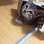 [고양이] 귀요미<b>코코</b>