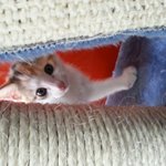 3개월령 아기고양이<b>입양</b>공고입니다~