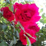 <b>조선대</b> 장미원 여기가 신천지로구나~