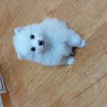 [베이비]  <b>폭풍</b>성장의 옳은 예