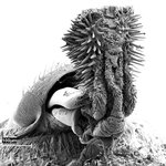 [공포베스트] 혐오스러운 <b>풍뎅이</b>의 성기