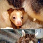 [공포베스트] 강아지 같은 캥거루