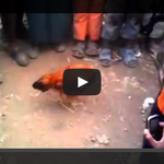 [공미니] 목잘린 채 주인과 3년을 함께한 닭 마이크