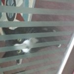 길고양이가 삼실<b>문서</b> 기다려요