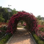 5월의 <b>송하</b> 신천지가 따로 없는 풍암 저수지 장미 공원