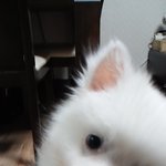 <b>제리</b>예요! 어린 애기가  많이컸네요!