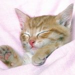 고양이<b>이빨</b>