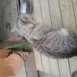 고양이 <b>상태</b>좀 봐주세요