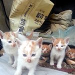 코숏 <b>새끼</b>고양이