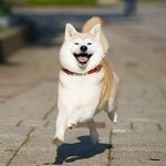 [EXO] 아시발<b>사칭</b>존나짜증나