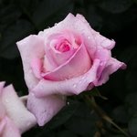 5월 <b>송하</b> 신천지 조대 장미축제