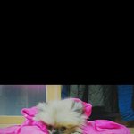 우리집 막내 <b>몽이</b>