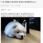 [<b>추억</b>파리여] 해병대 갔다온 강아지