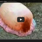 [공포베스트] 일본에서 발견된 기묘한 <b>동물</b>