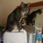 [루이비똥] [루이비똥]거울보는 냥이