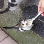 [길냥이] <b>개냥</b>이의 매력!