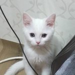 네냥이랑 같이 살기 자기소개편