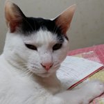냥이가 물싫어하는건 거짓말! ?  ㅋㅋ