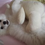 [베이비] 어린애들은  순간잠든다.  어린개도... 그렇다 시즌2