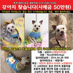 [<b>삼순</b>이] (성남)태평동에서 집을나간 <b>삼순</b>이를 찾습니다.