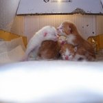 [<b>하숙</b>냥이] 우리집에 <b>하숙</b>중인 길냥이들 6