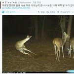 [소오름] <b>사슴</b>의 밤생활